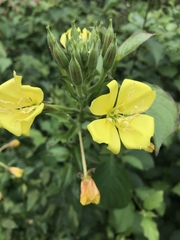 Oenothera × fallax