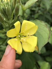 Oenothera × fallax