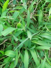 Setaria barbata