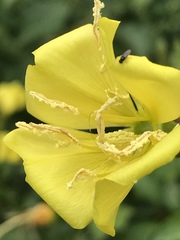 Oenothera × fallax