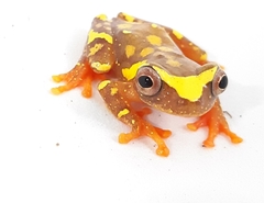 Dendropsophus sarayacuensis