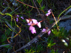 Indigofera angustifolia