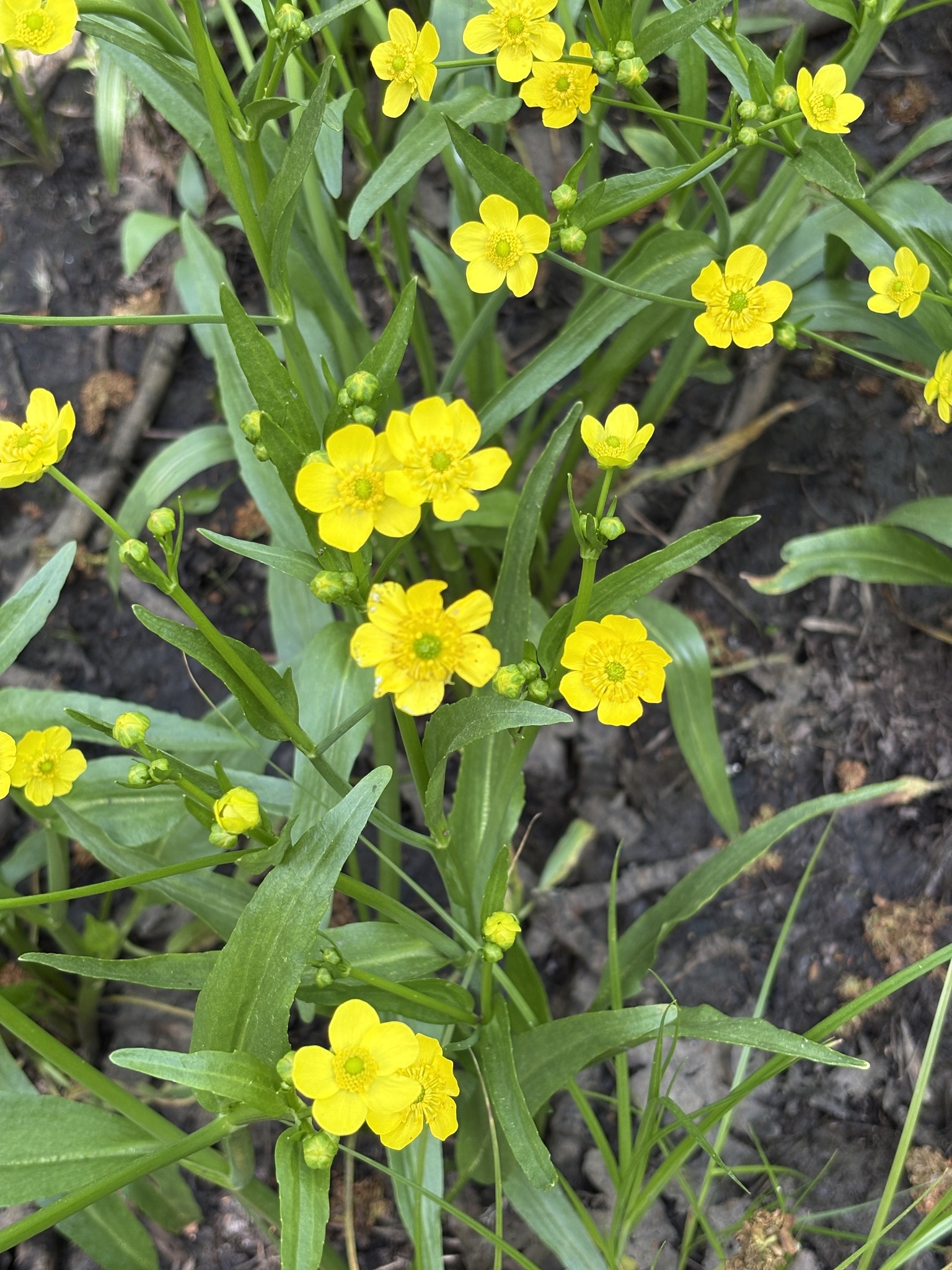 Ranunculus alismifolius