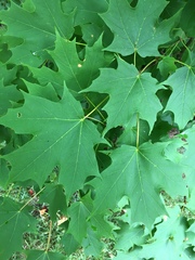 Acer saccharum