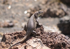 Liolaemus austromendocinus