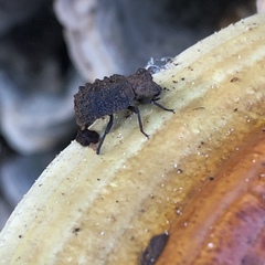 Bolitotherus cornutus