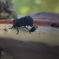 Bolitotherus cornutus