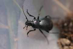 Carabus convexus