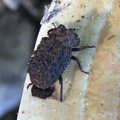 Bolitotherus cornutus