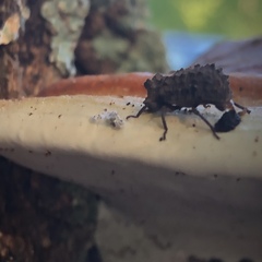 Bolitotherus cornutus
