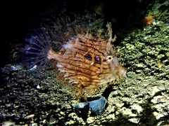 Chaetodermis penicilligerus