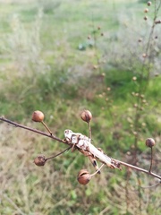 Entomophaga grylli