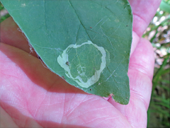 Leucanthiza dircella