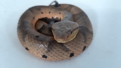 Bothrocophias hyoprora