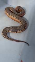 Bothrocophias hyoprora