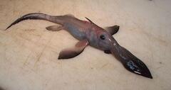 Pacific Spookfish photo 4