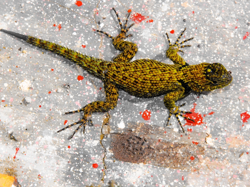 Bocourt's Spiny Lizard