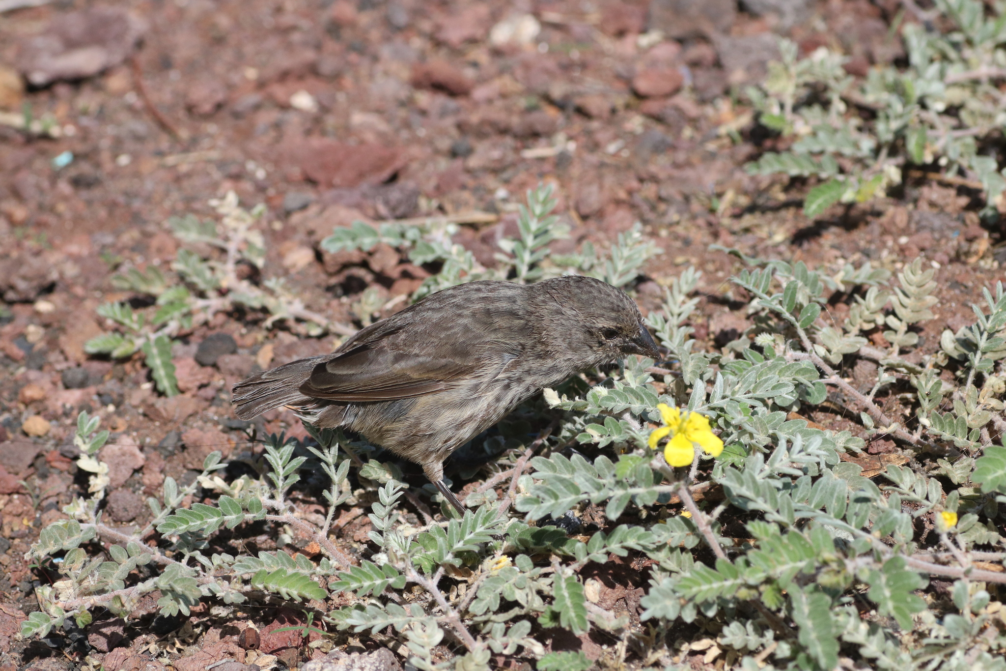 Sharp-beaked Ground-Finch illustration