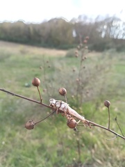 Entomophaga grylli