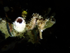 Hippocampus subelongatus