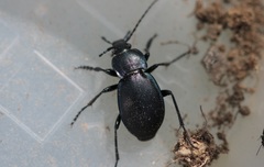 Carabus convexus
