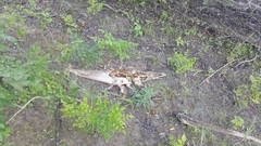 Atractosteus spatula