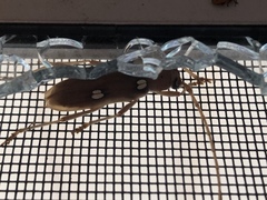 Eburia quadrigeminata