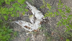 Atractosteus spatula