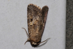 Spodoptera pecten