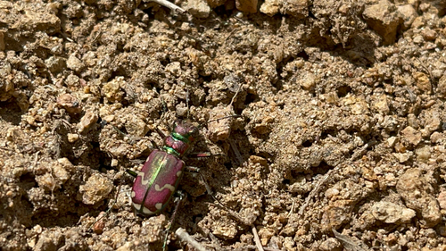 Common Claybank Tiger Beetle photo 5