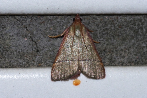 Ocrasa repetita