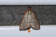 Orthopygia repetita