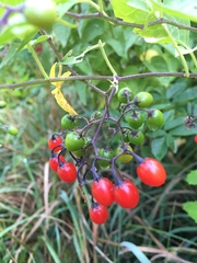 Solanum dulcamara