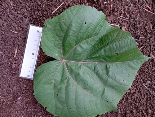 Macaranga dioica observed 2025-02-05