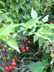 Solanum dulcamara
