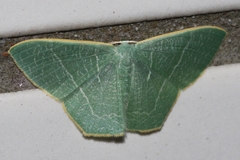 Pelagodes proquadraria