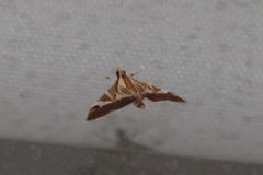 Agrioglypta itysalis