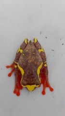 Dendropsophus sarayacuensis