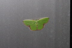 Comibaena procumbaria