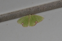 Comibaena procumbaria