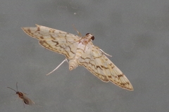 Haritalodes derogata