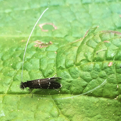 Adela septentrionella