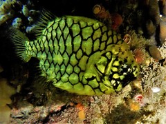 Cleidopus gloriamaris