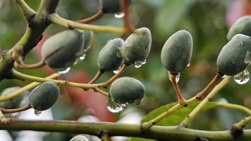 Elaeocarpus mastersii observed 2025-04-13