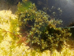 Ericaria selaginoides