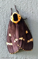 Lymantria semicincta