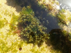 Ericaria selaginoides