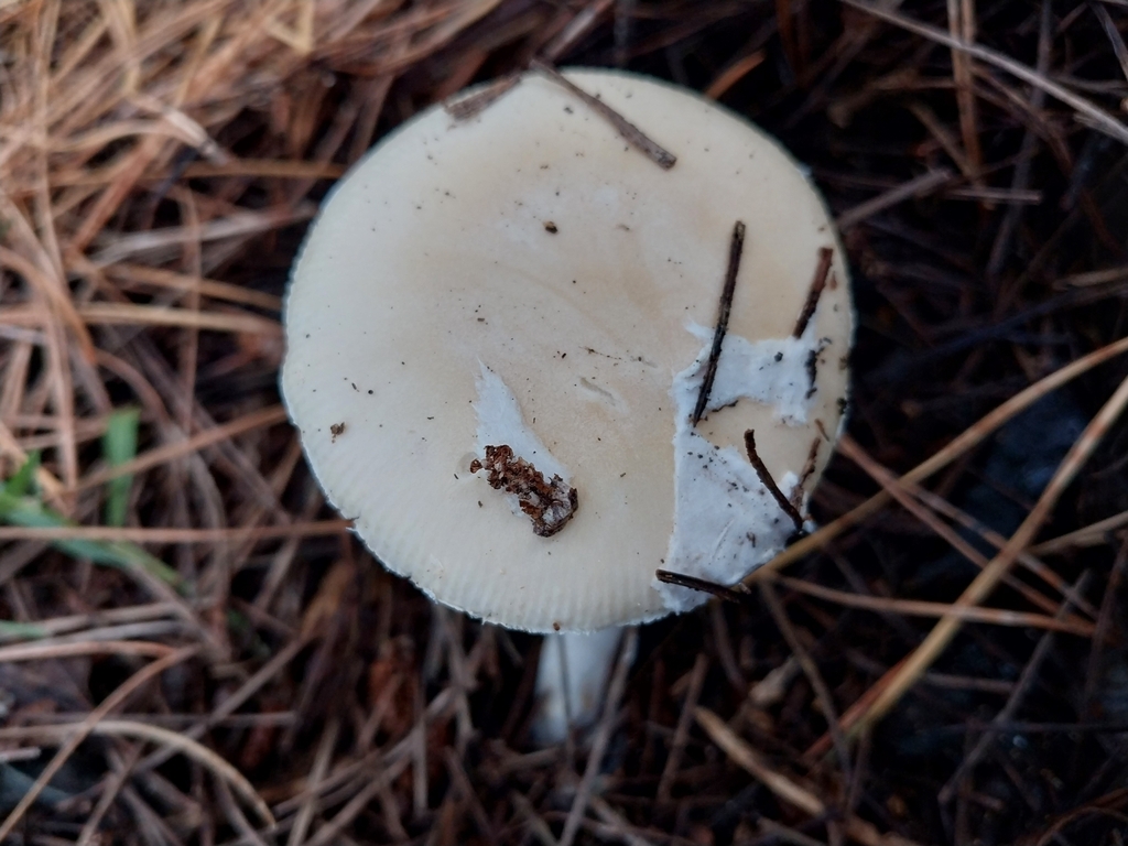 Amanita junquillea · April 2025 · photo: © kiwialli (iNaturalist, cc-by)