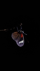 Lepidoptera