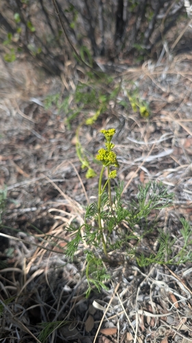 Image of Harbouria trachypleura by no rights reserved